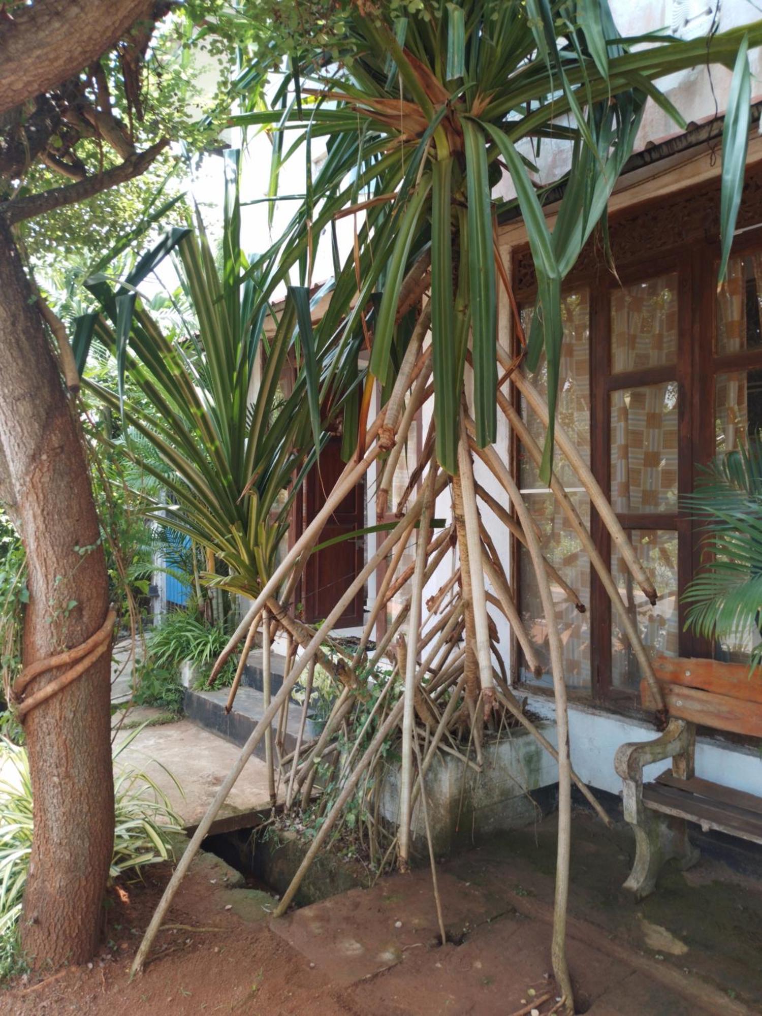 Lucky Holiday Home Anuradhapura Dış mekan fotoğraf
